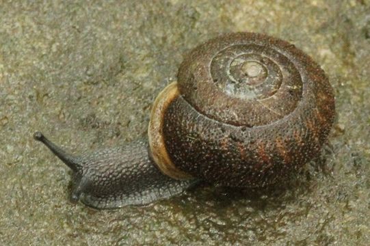 18.https www inaturalist org photos 1877853.580x360