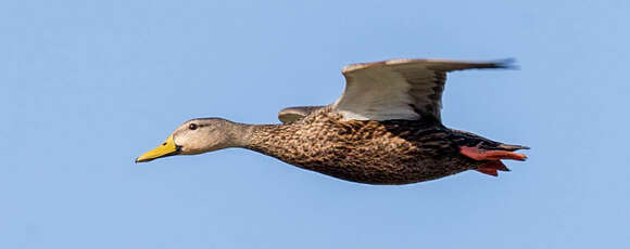 Image of Florida duck