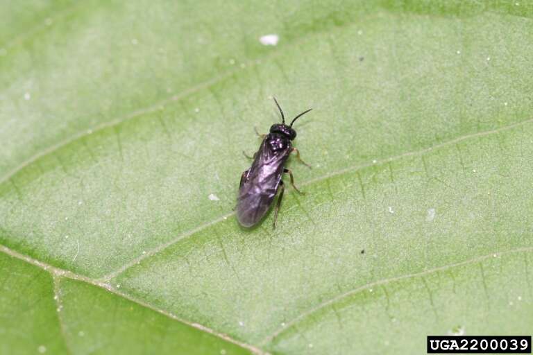 Image of Siberian Elm