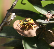 Image of <i>Vespula pensylvanica</i>