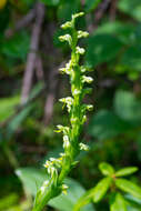 Image de Platanthera huronensis Lindl.