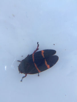 18.https www inaturalist org photos 1878920.580x360