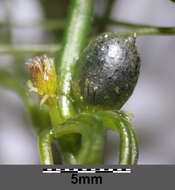 Image of Soft Hornwort