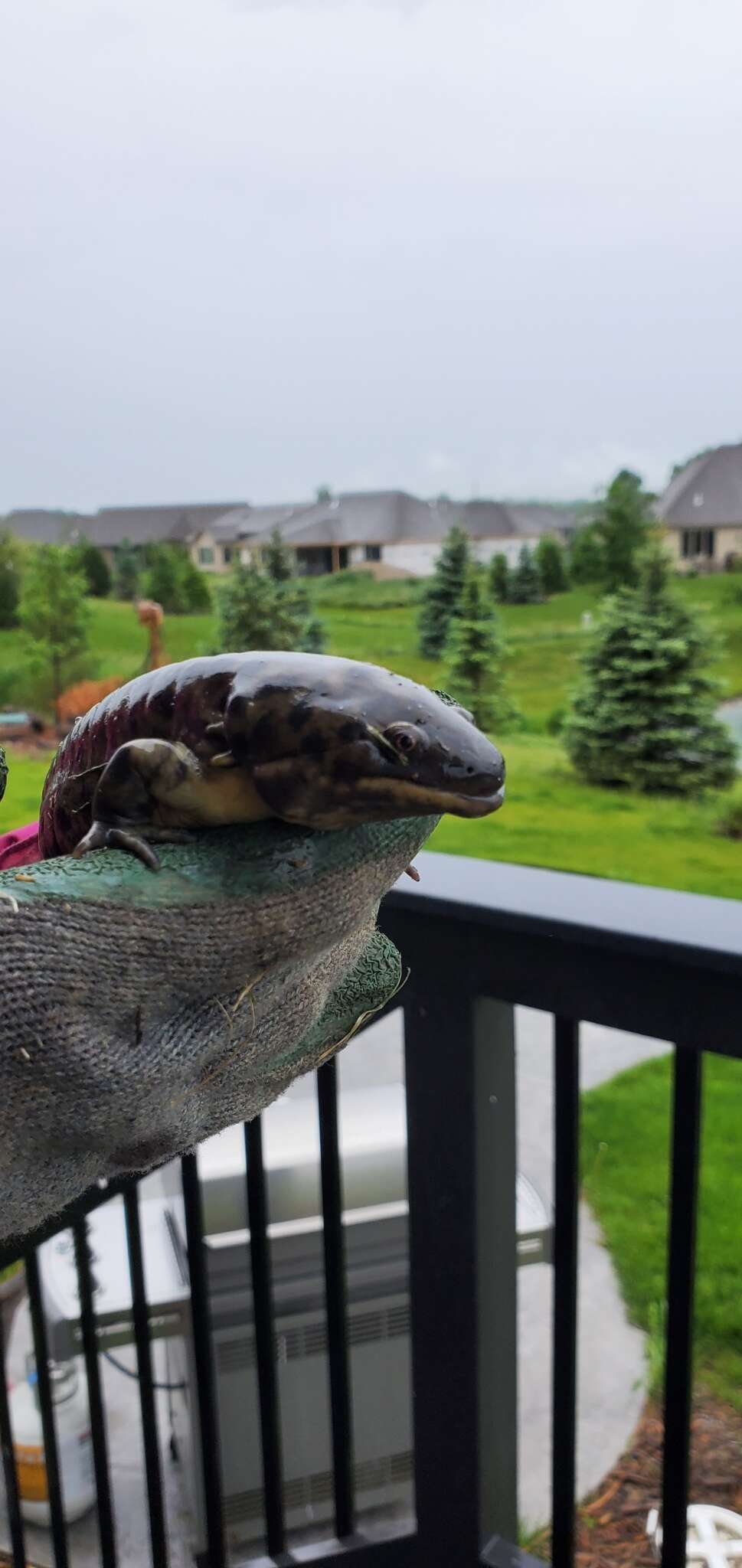 Image of Eastern Tiger Salamander