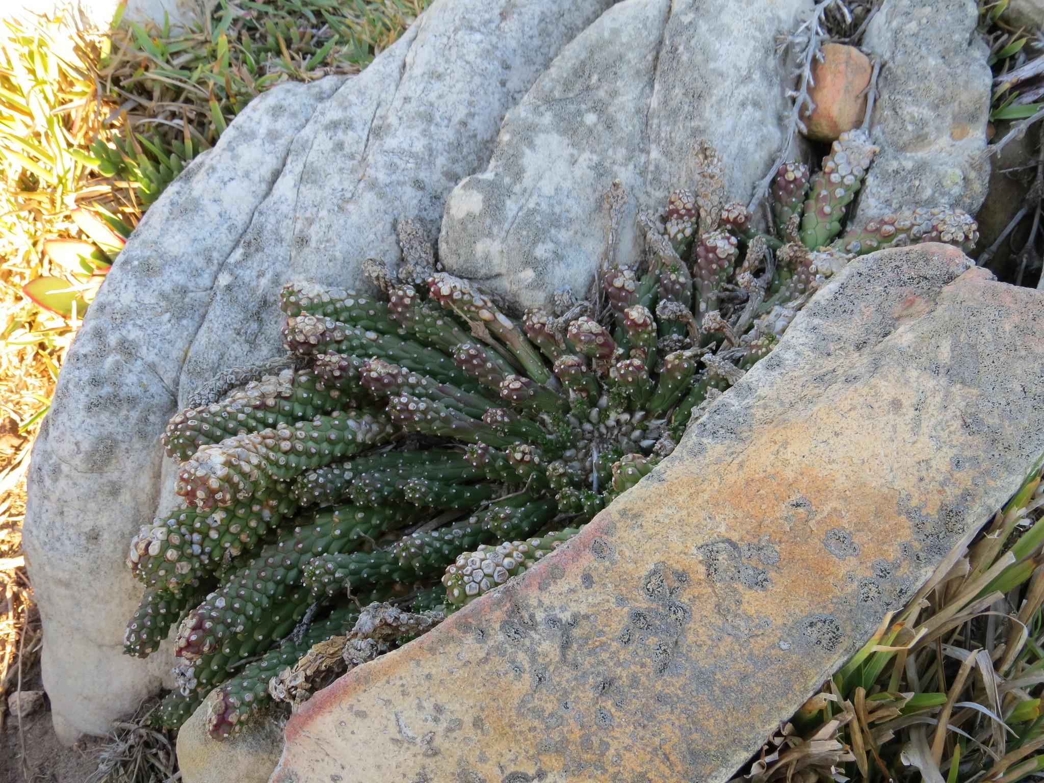 Image of <i>Euphorbia caput-medusae</i>
