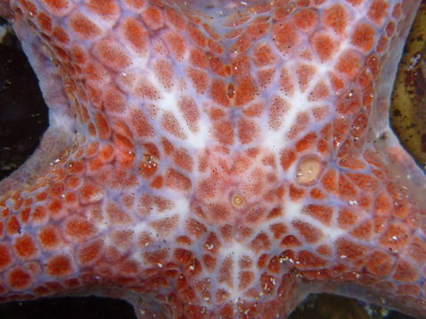 Image of Dermasterias imbricata (Grube 1857)