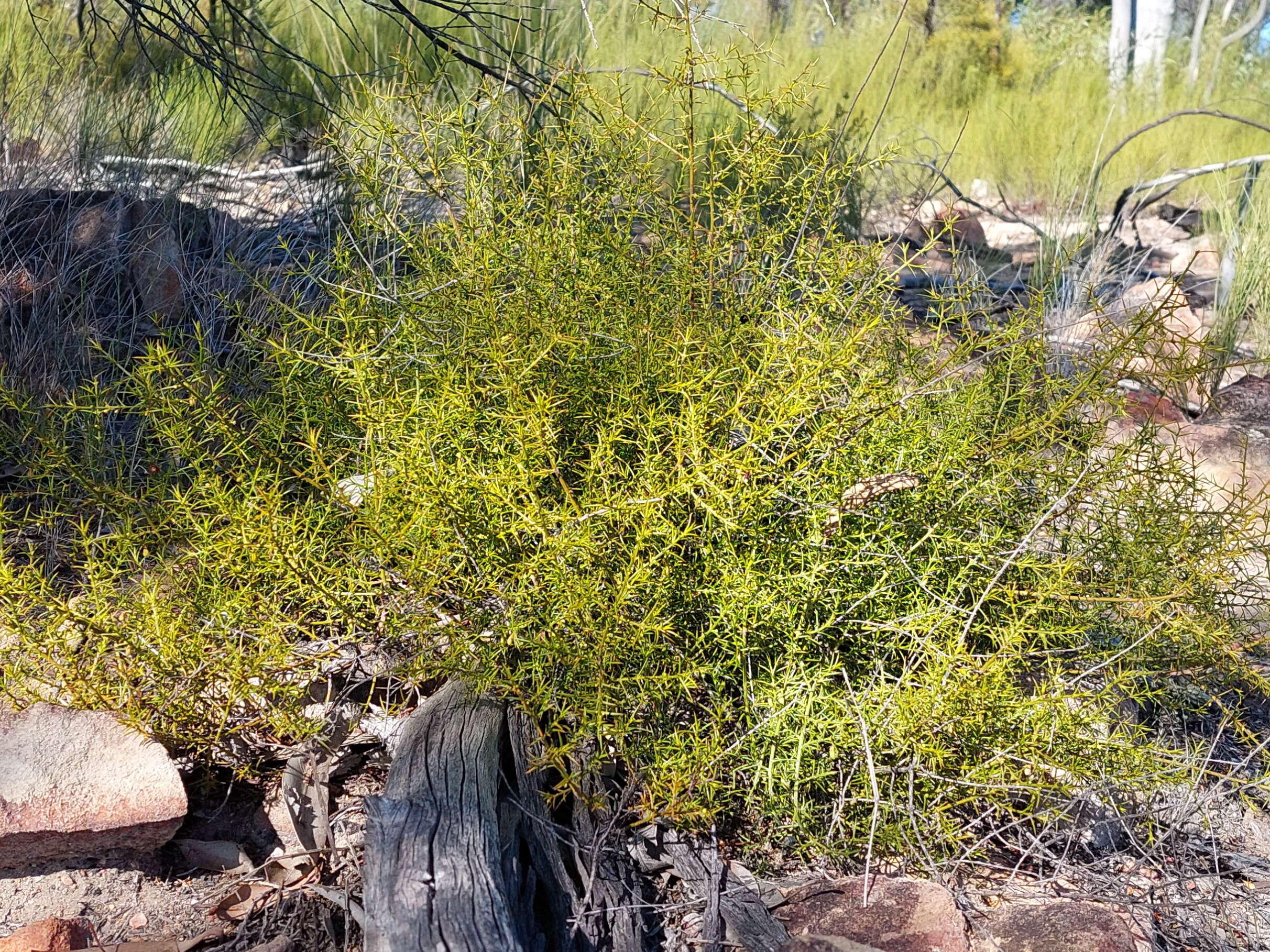 Apatophyllum teretifolium A. R. Bean & L. W. Yessup的圖片