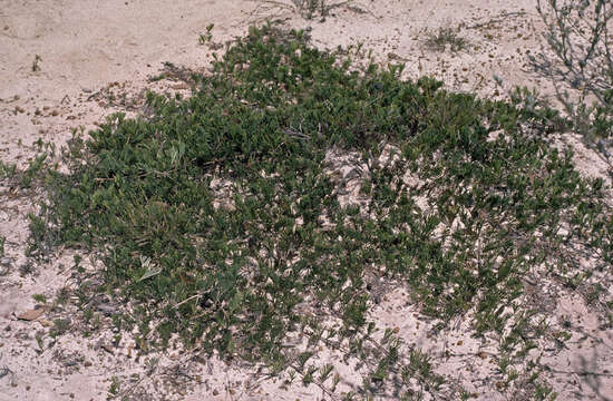 Image of Grevillea prostrata C. A. Gardner & George