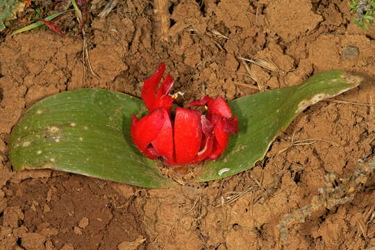 Image of Daubenya aurea Lindl.