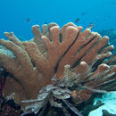 Image of Nuggety branching coral