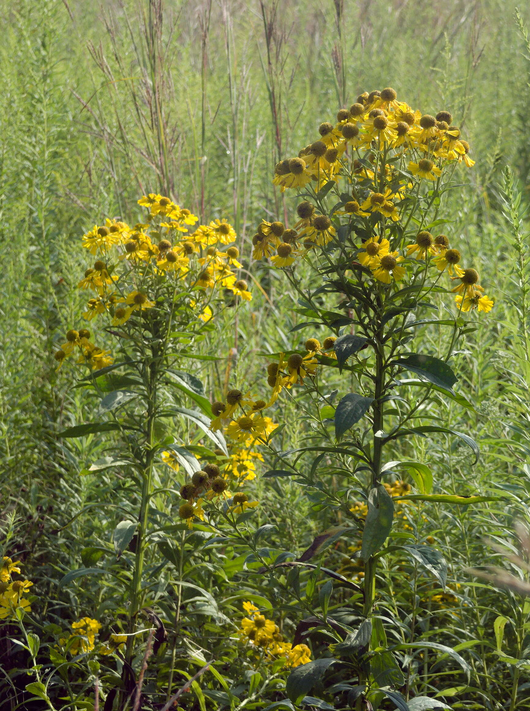 Image of common sneezeweed