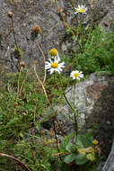 Image of false mayweed