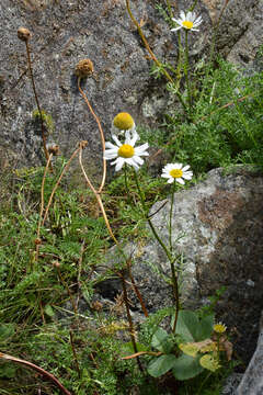 صورة Tripleurospermum maritimum (L.) Koch