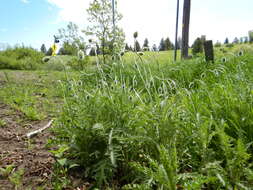 Image of Oriental poppy