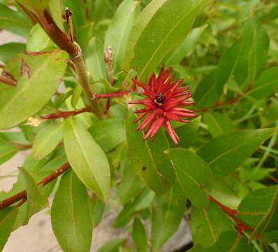 Image of Autumn Willow