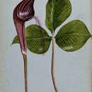 Image of Arisaema fimbriatum Mast.