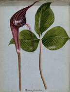 Image of Arisaema fimbriatum Mast.