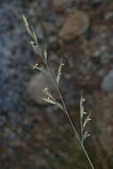 Image of alpine fescue