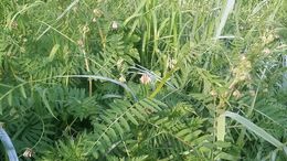 Image of <i>Vicia nigricans</i>