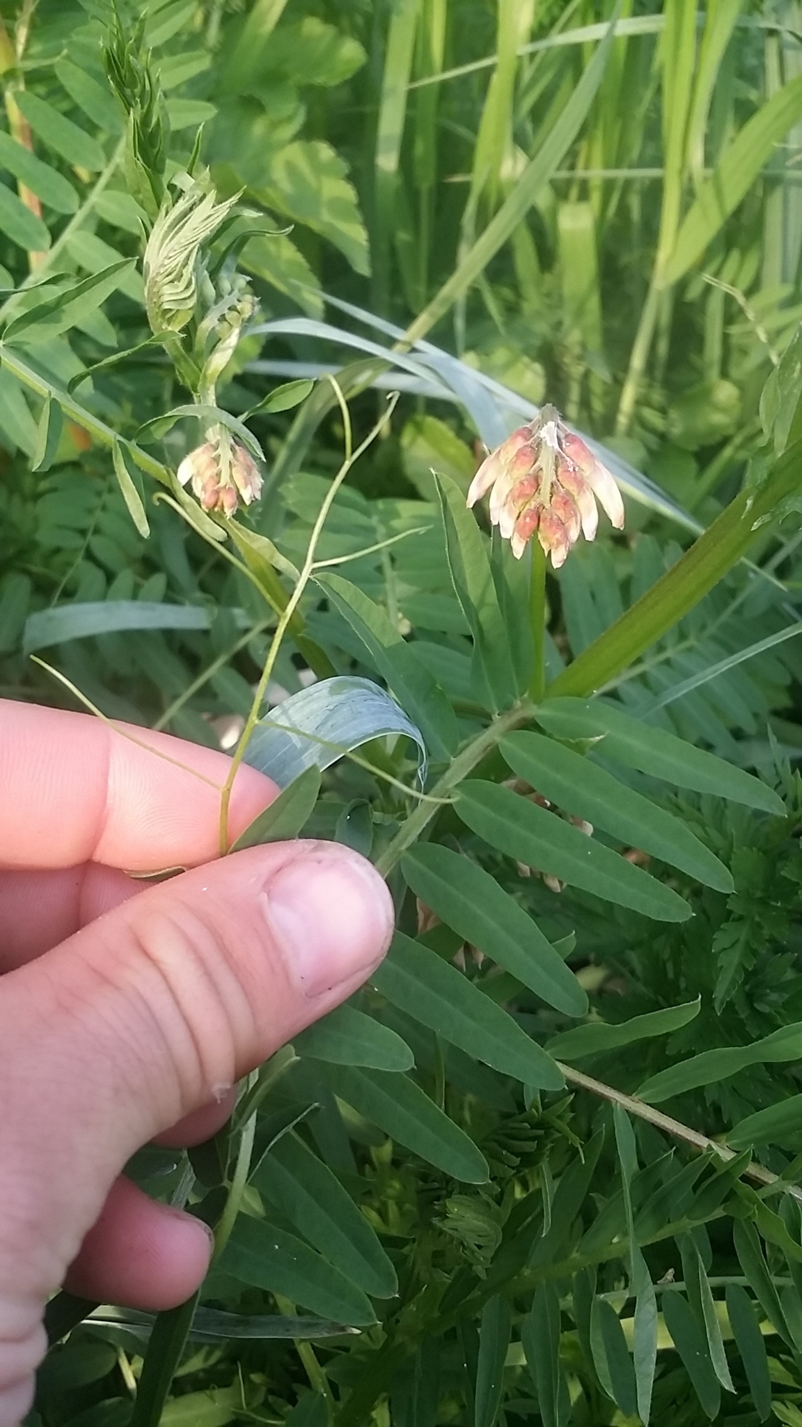 Image of <i>Vicia nigricans</i>