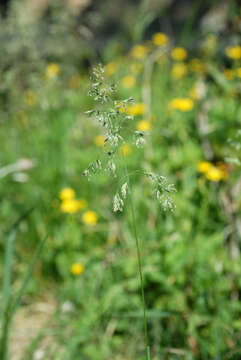 Image of Smooth Meadow-grass