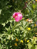 Image of Paeonia officinalis subsp. arietina (G. Anderson) N. G. Passal.