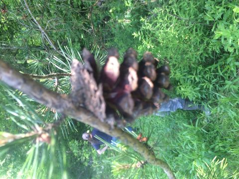 Image of <i>Pinus virginiana</i>