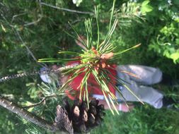 Image of <i>Pinus virginiana</i>