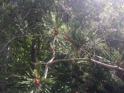 Image of <i>Pinus virginiana</i>