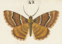 Image of Notoreas niphocrena Meyrick 1883