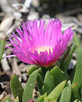 Image of Ice Plants