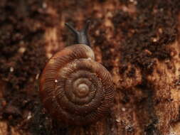 Image of rounded snail