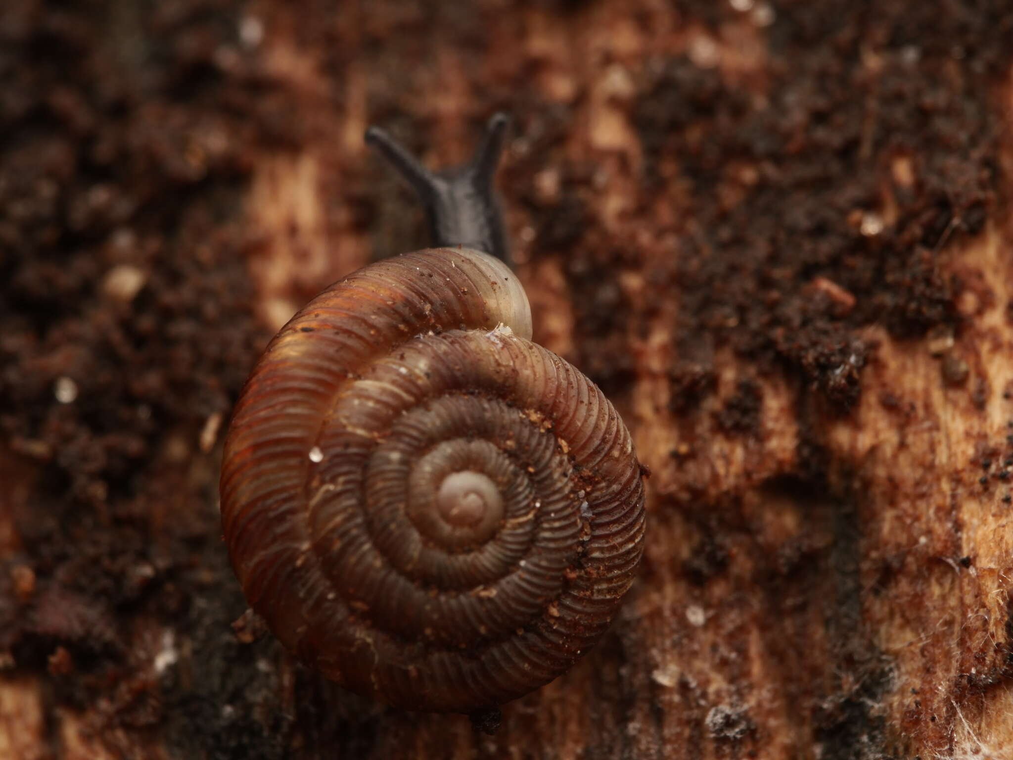 Image of rounded snail