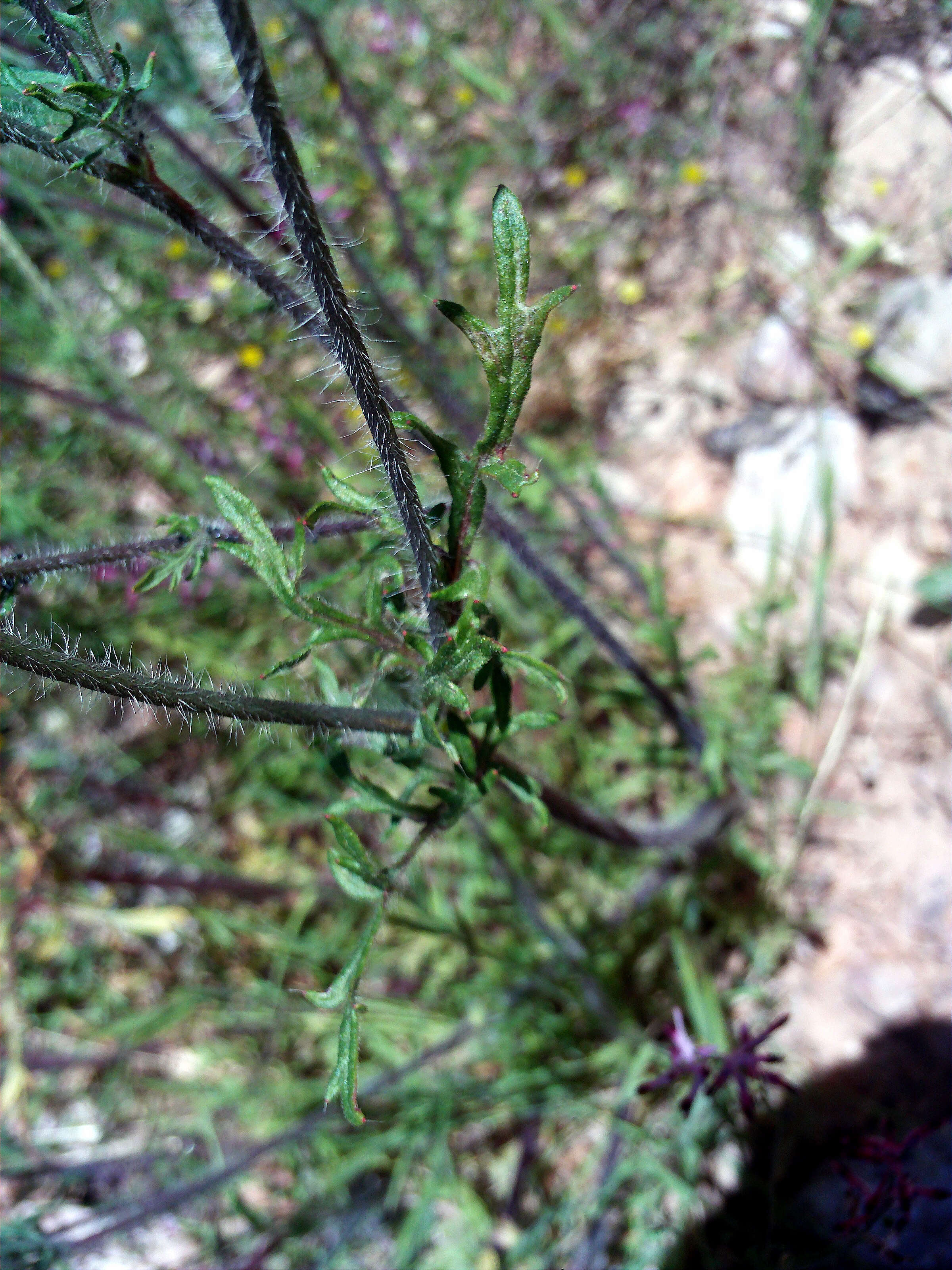 Image of Mediterranean Poppy