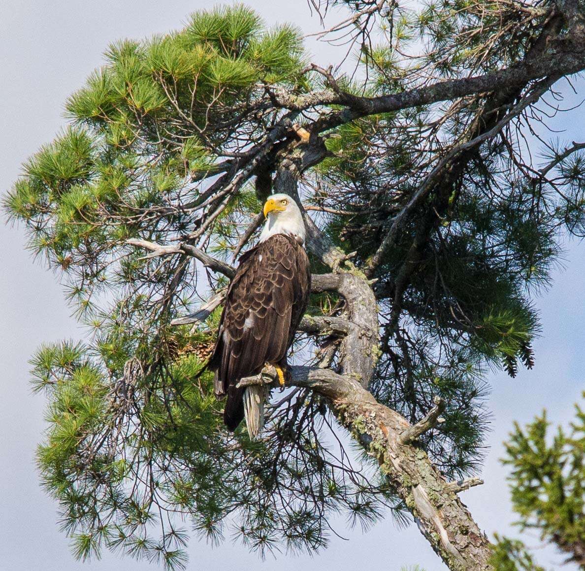 Image of Bald Eagle