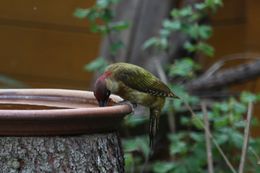 Image of Eurasian green woodpecker