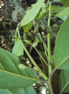 Image de Diospyros paniculata Dalzell