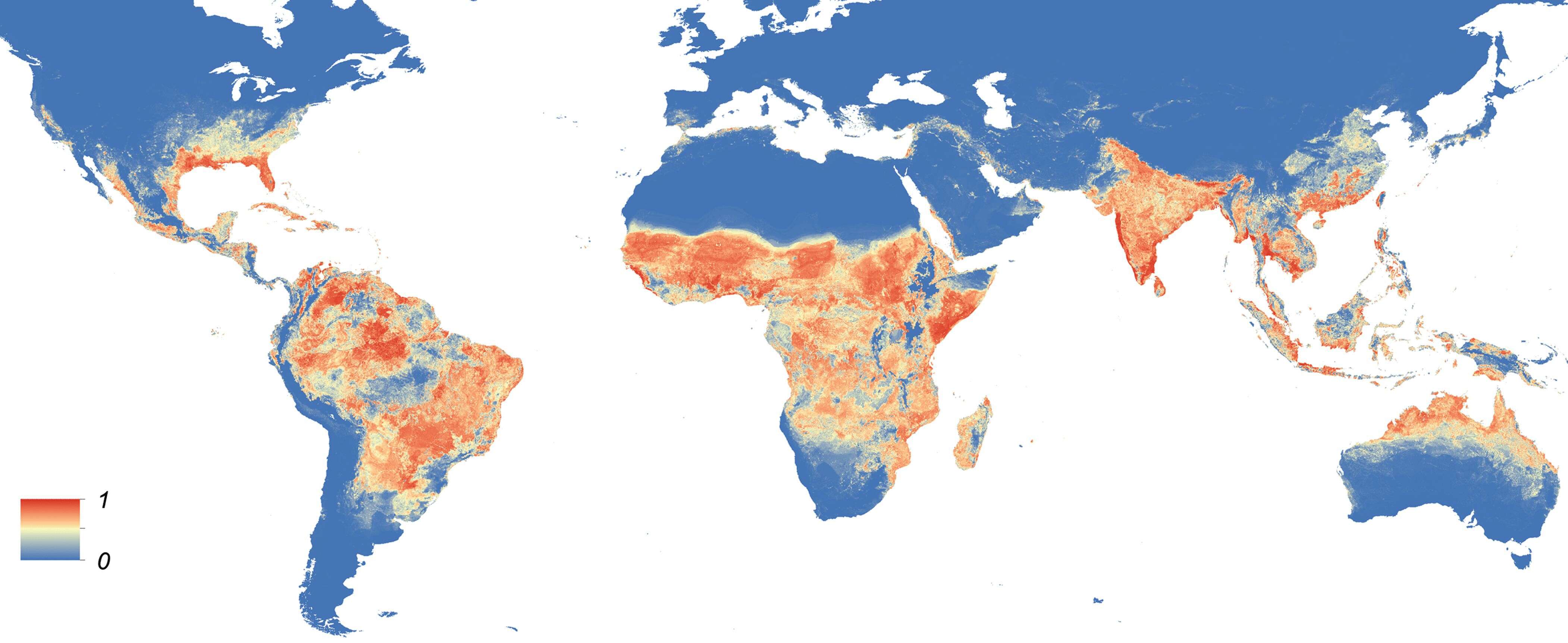 Image of Dengue fever mosquito