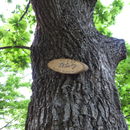 Image of <i>Quercus dentata</i>