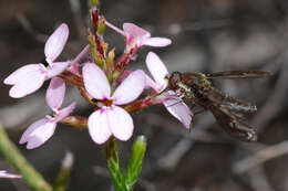 Sivun Stylidium kuva