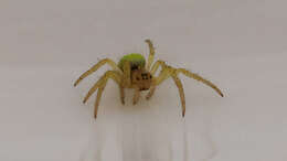 Image of Cucumber green spider