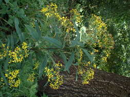 Image of wood ragwort