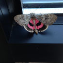 Image of Pink Underwing