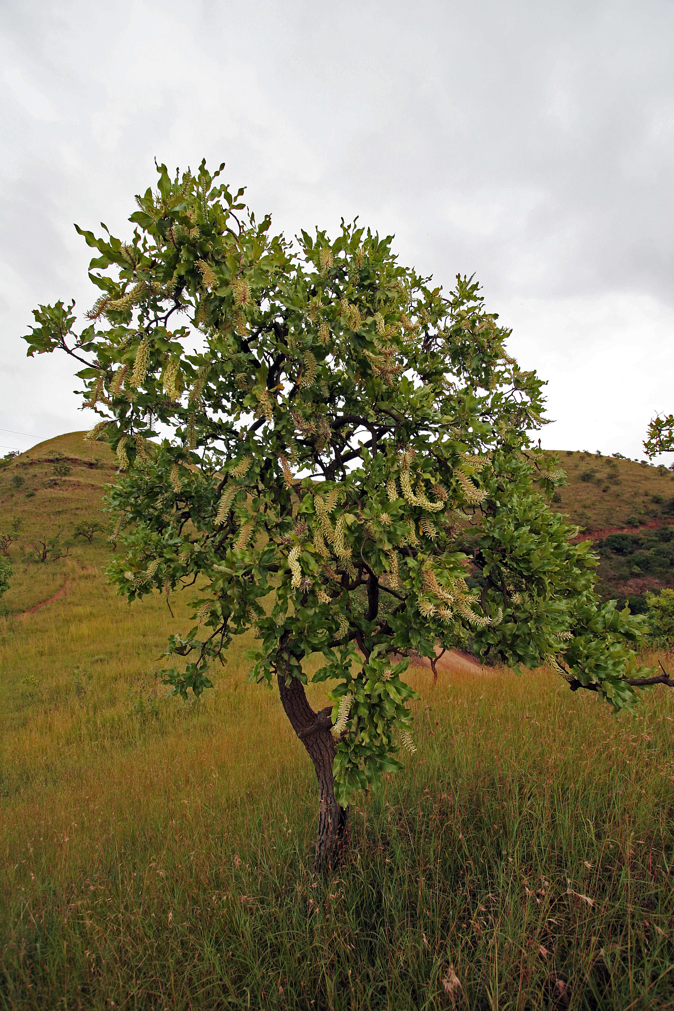 Image of Faurea rochetiana (A. Rich.) Chiov. ex Pichi-Sermolli