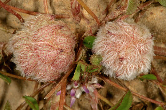 Image of woolly clover