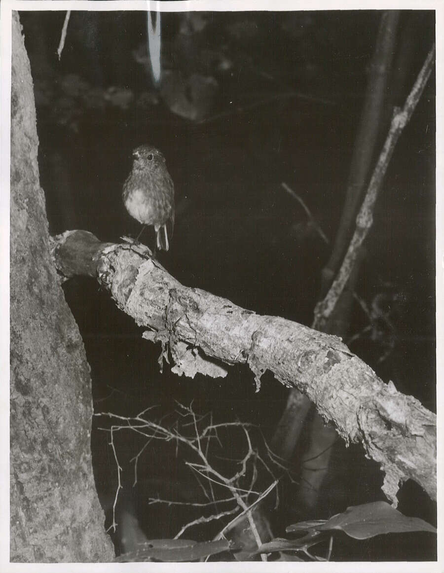 Image of New Zealand Robin