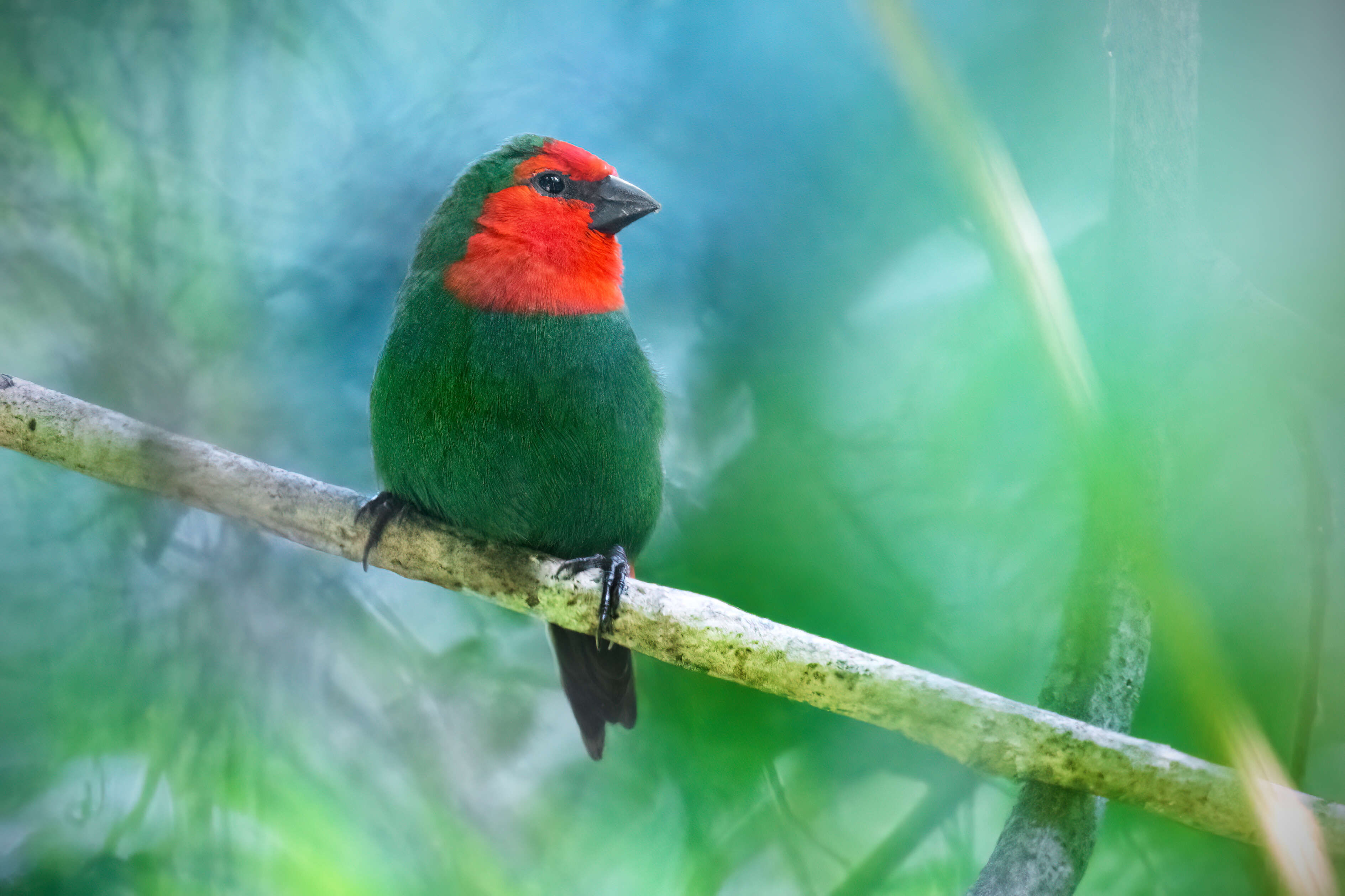 Image of Red-throated Parrot-Finch