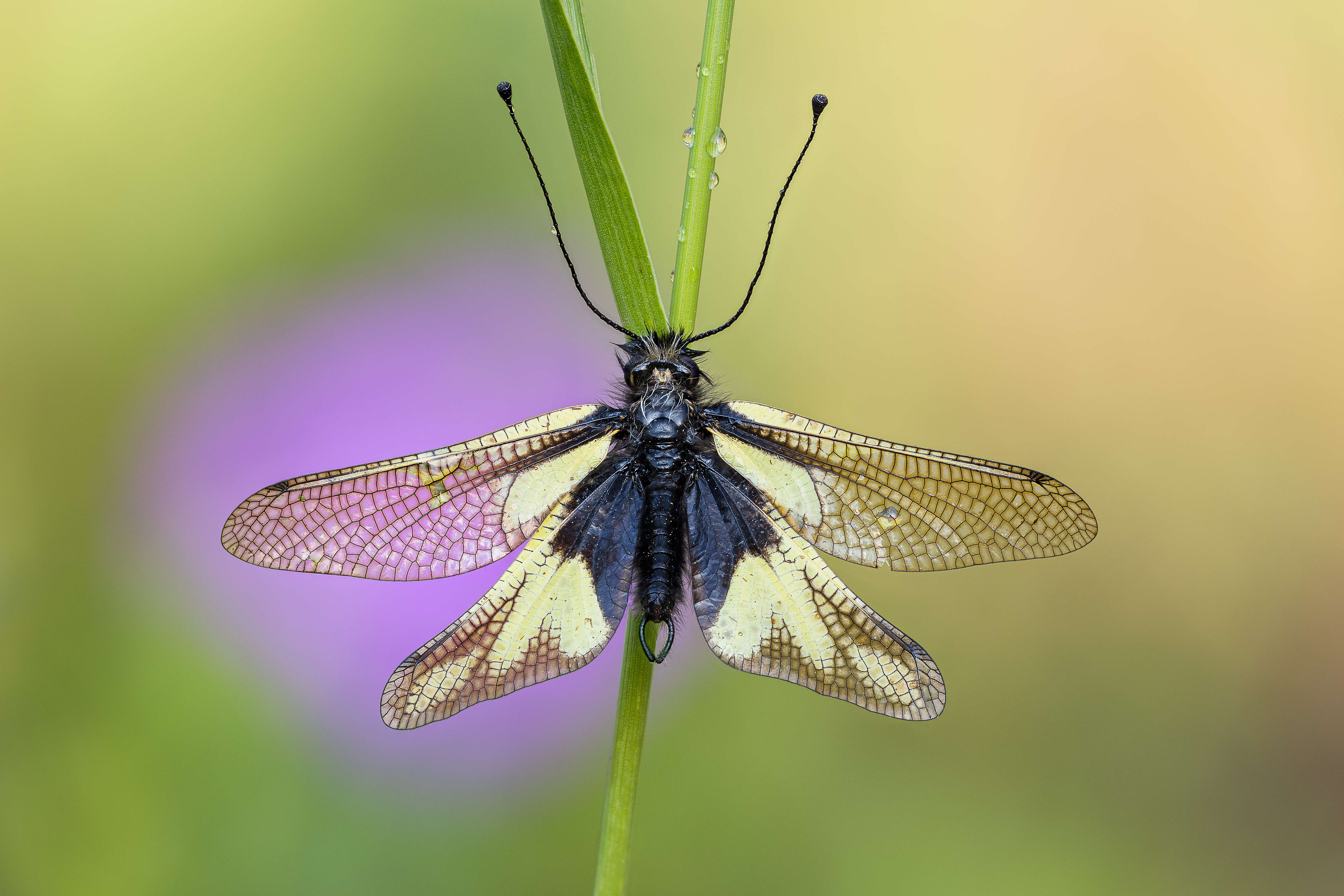 Image of Owly sulphur