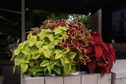 Image of common coleus