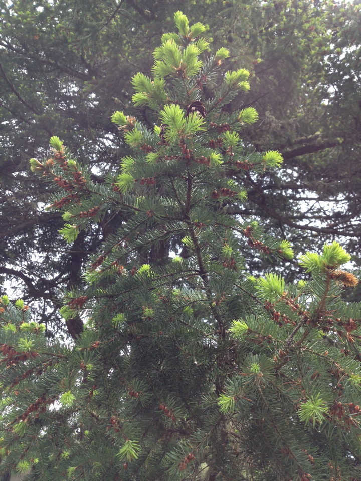 Image of <i>Pseudotsuga <i>menziesii</i></i> menziesii